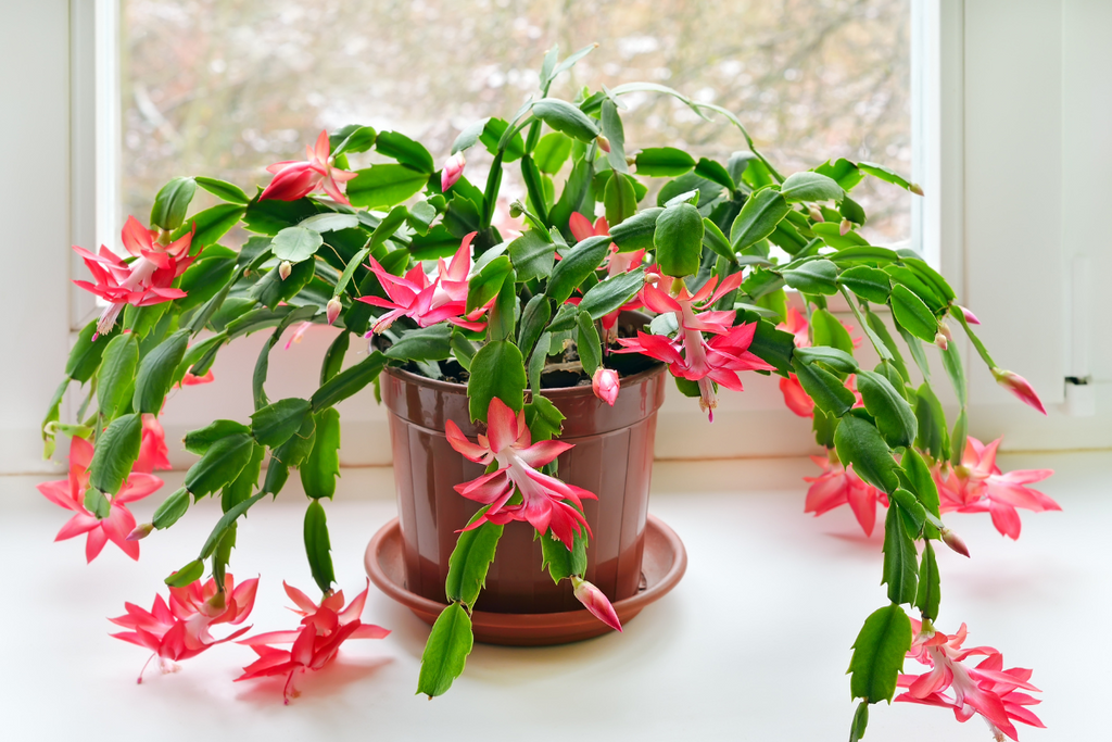 how to propagate christmas cactus