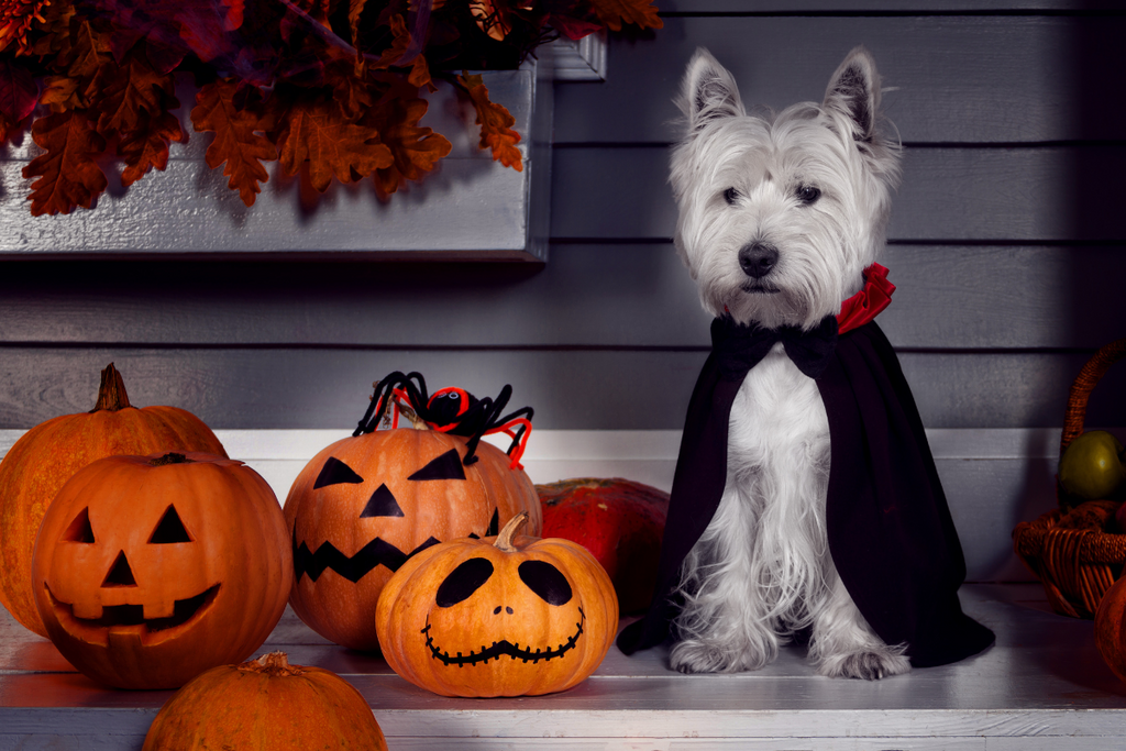 halloween dog costume